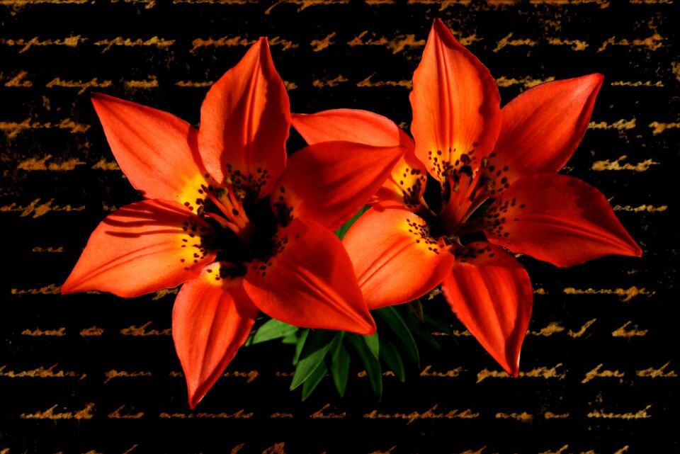 Plant greeting card valentine
