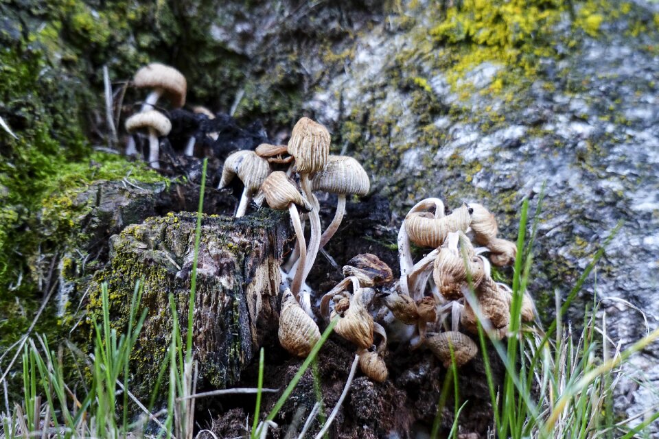 Nature plant toxic