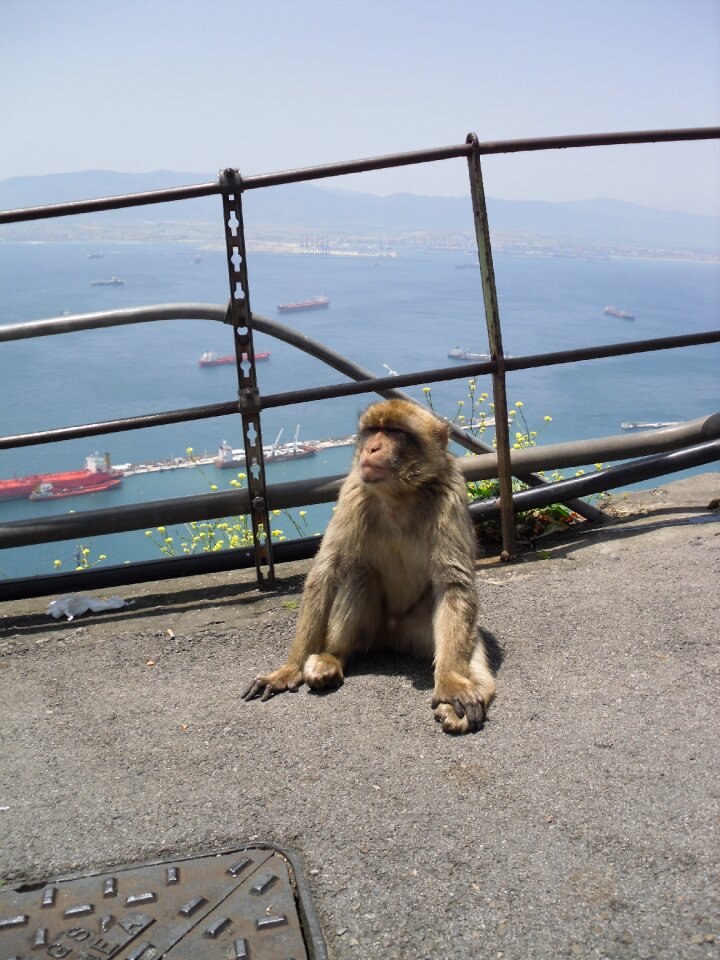 Spain england animal