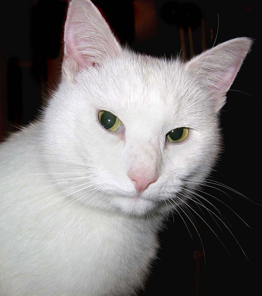 Moggy pet domestic