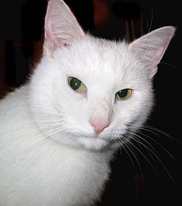 Moggy pet domestic