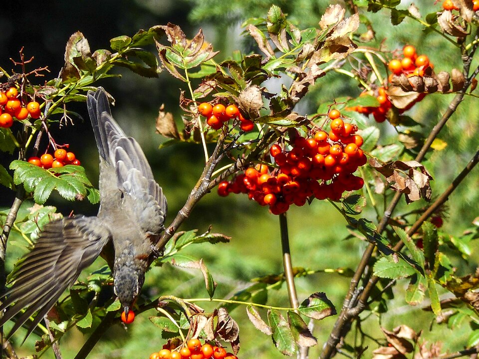 Animal wild life catching