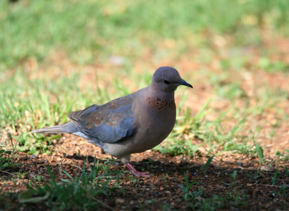 Grey mauve markings photo