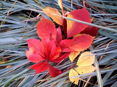 Grass red yellow