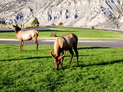 Wild life grazing nature