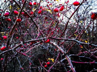 Branch autumn red photo
