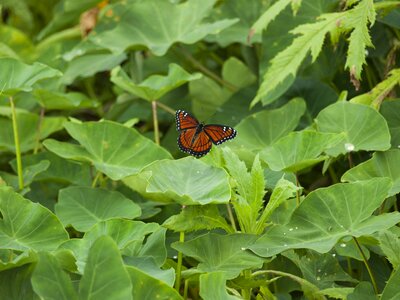 Nature leaf fauna