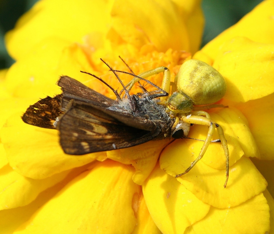 Predator prey skipper butterfly