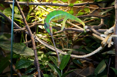 Animal green jungle photo