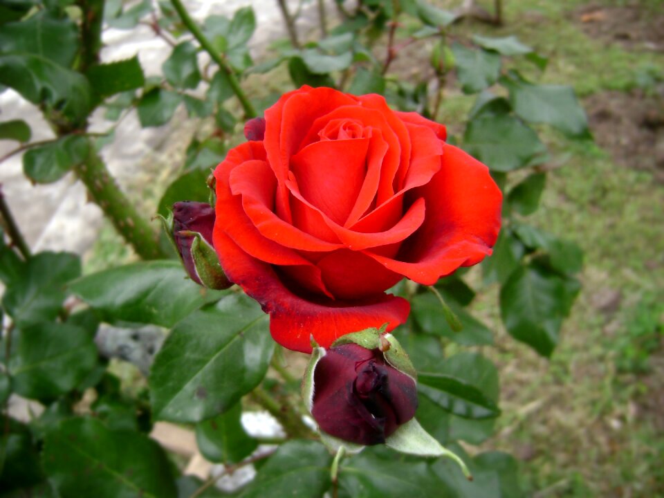 Rosa scarlet flower