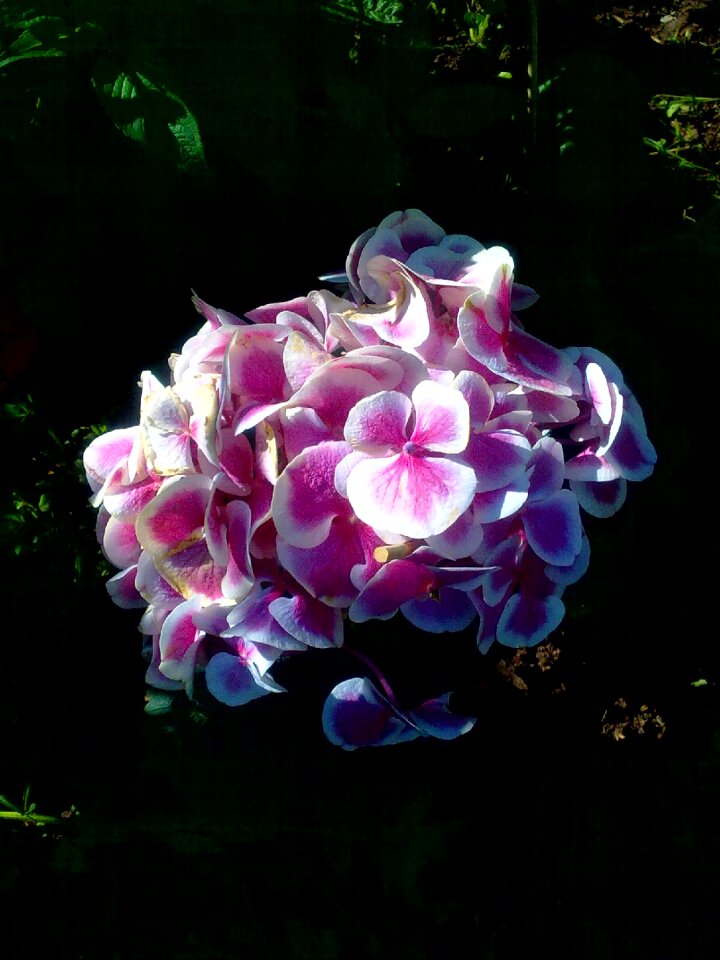Flower shadow light