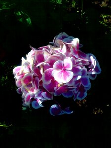 Flower shadow light