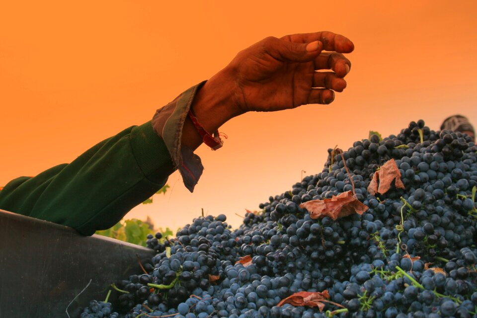Vineyards shiraz harvest