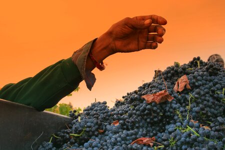 Vineyards shiraz harvest