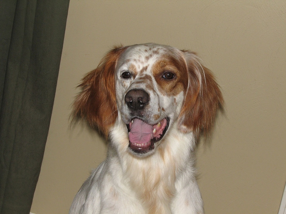Canine panting animal