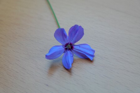 Bloom blue blue violet photo