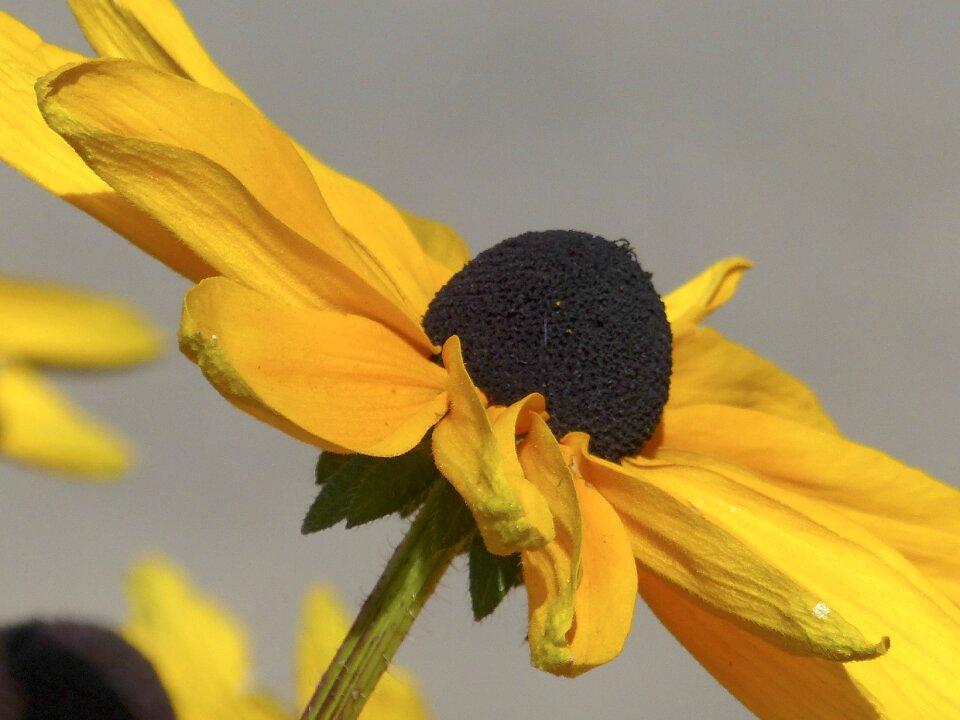 Nature yellow macro