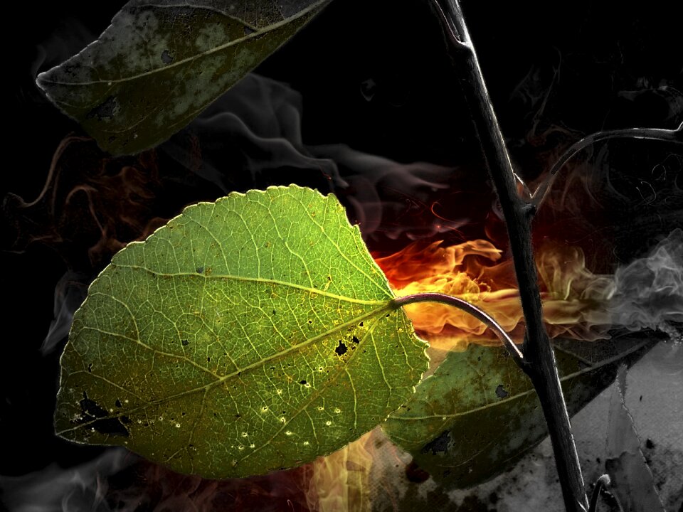 Branch smoke abstract