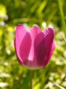 Beautiful tulpenbluete flower