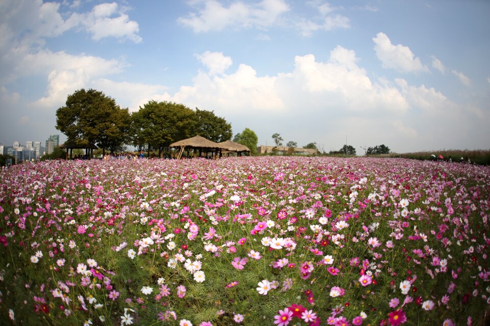 Flowers cloud booth