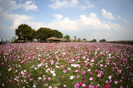 Flowers cloud booth