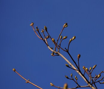 Buds a new beginning maple branch