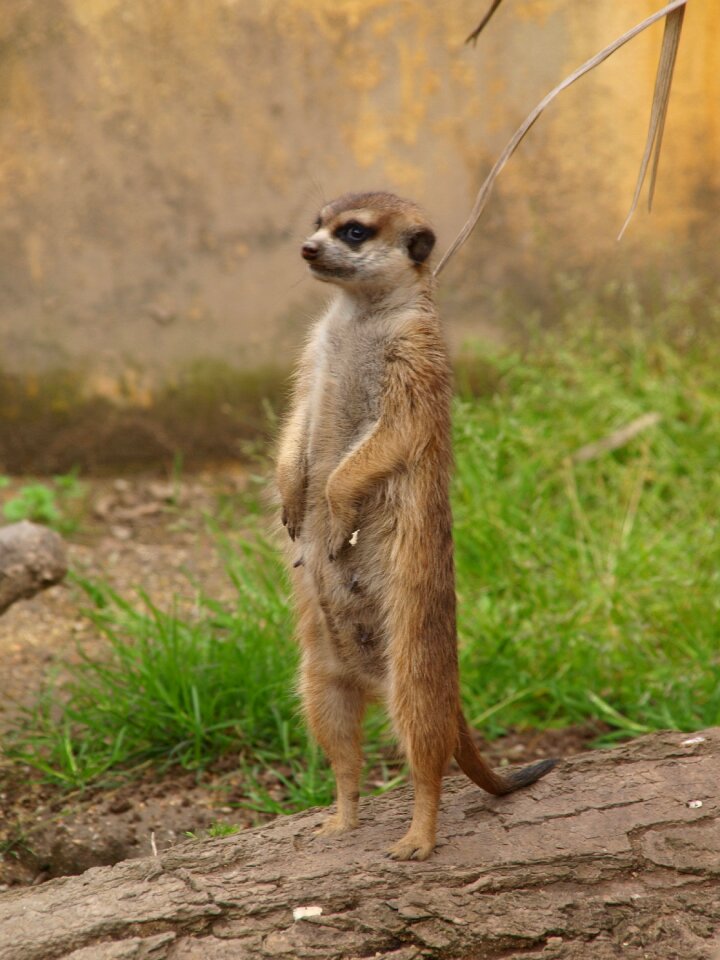 Meerkat zoo observer