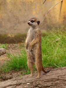 Meerkat zoo observer