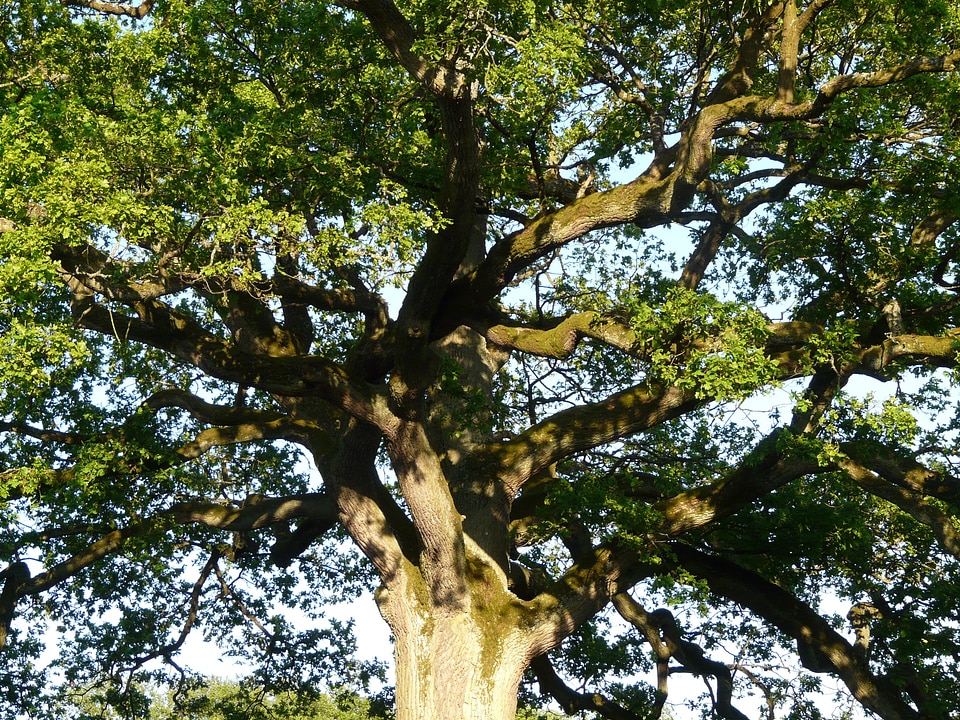 Branches tribe large