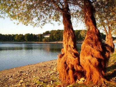 Hairy lake bart tree
