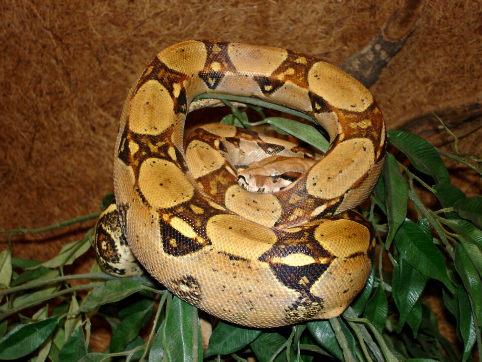 Boa constrictor reptile