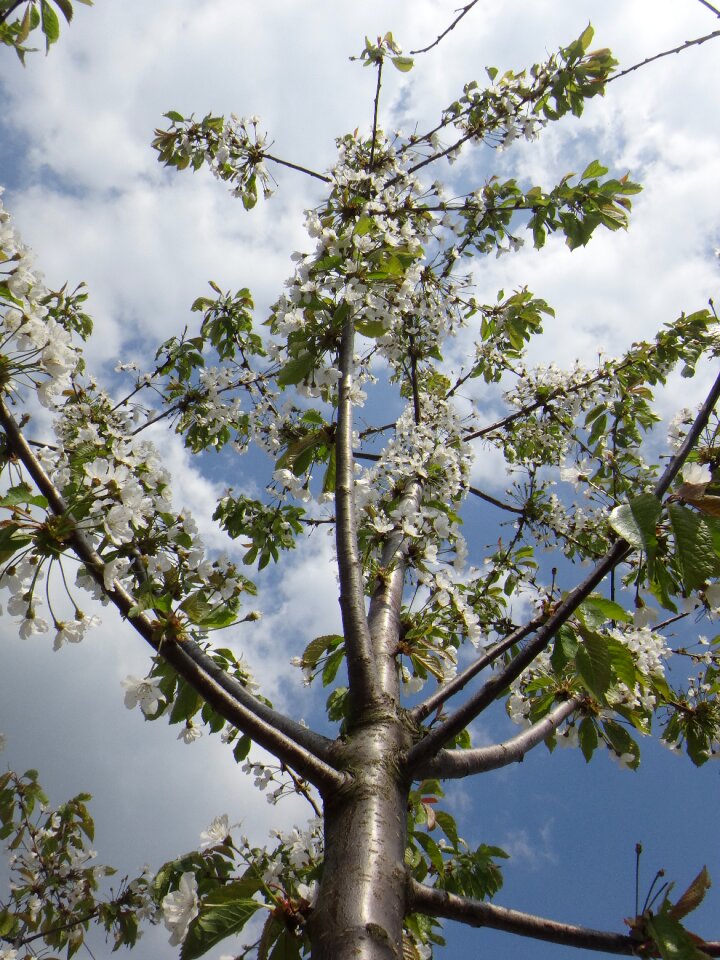 Spring nature tree