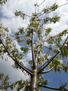 Spring nature tree photo