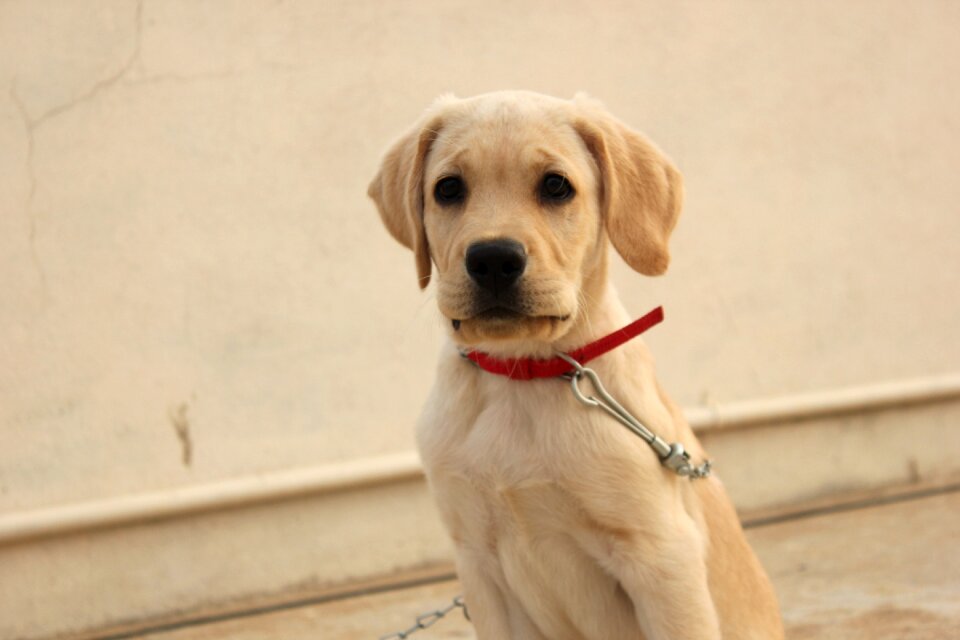 Labrador brown eyes bold look