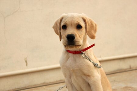 Labrador brown eyes bold look