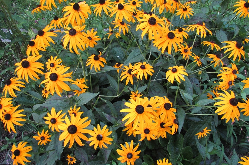 Sun flower blossom floral