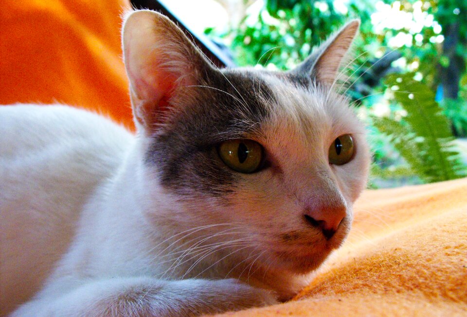 Pet animal kitten