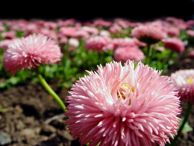 Macro pink blossom photo