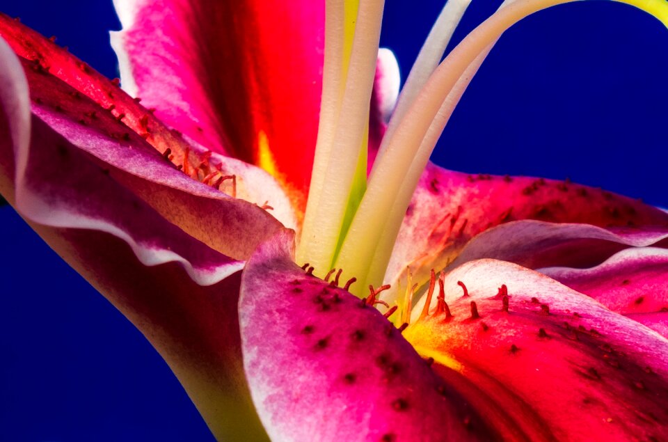 Flower red blossomed