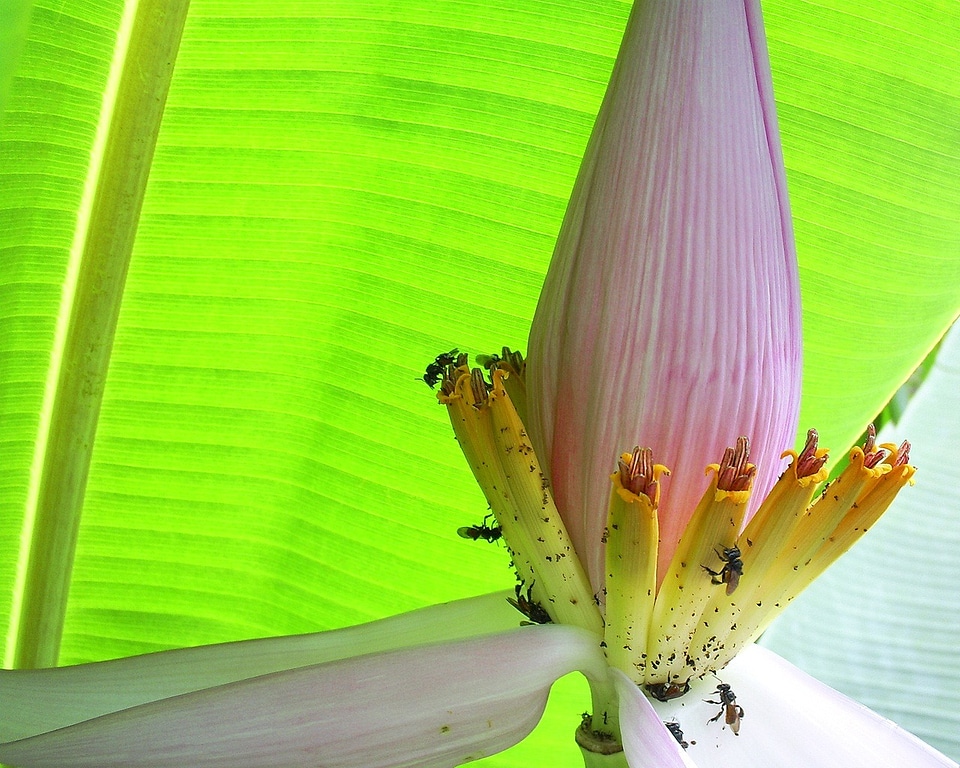 Banana tree garden bee