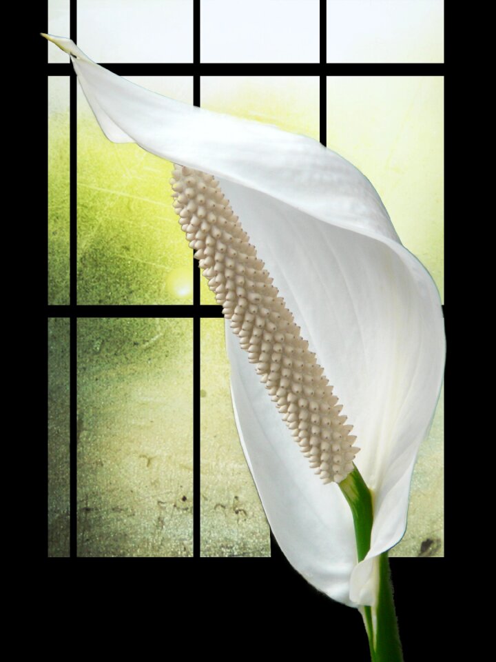 Plant filigree digital art