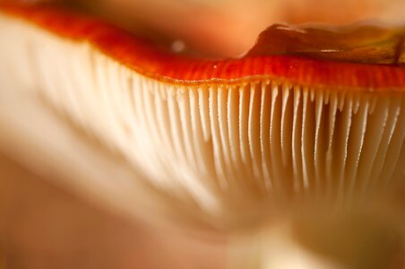 Mushroom red macro