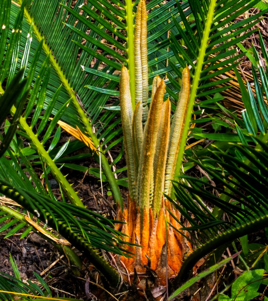 Palm tree new drives grow