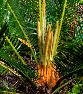 Palm tree new drives grow