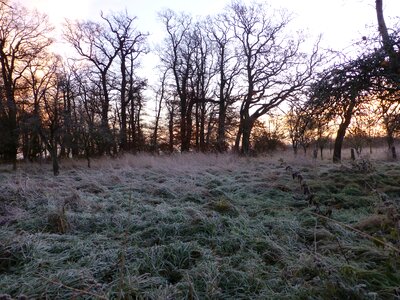 Winter hoarfrost frost