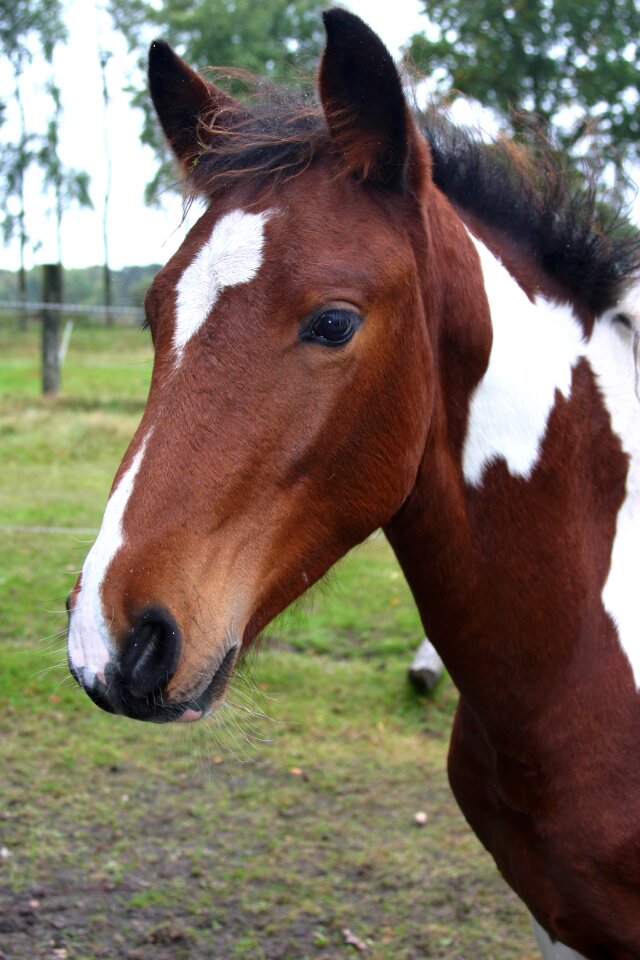 Animal head horse head