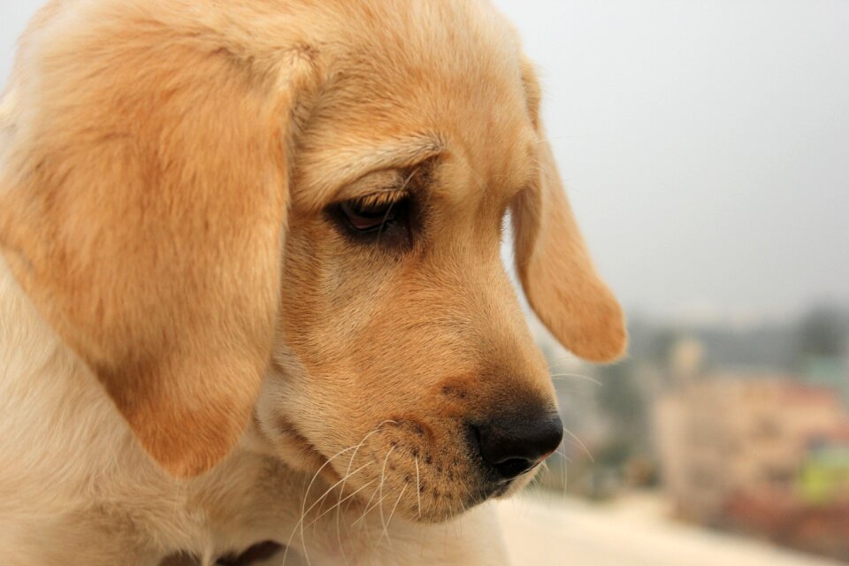 Labrador brown eyes close-up