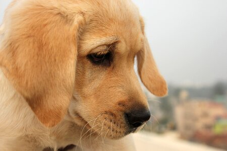 Labrador brown eyes close-up