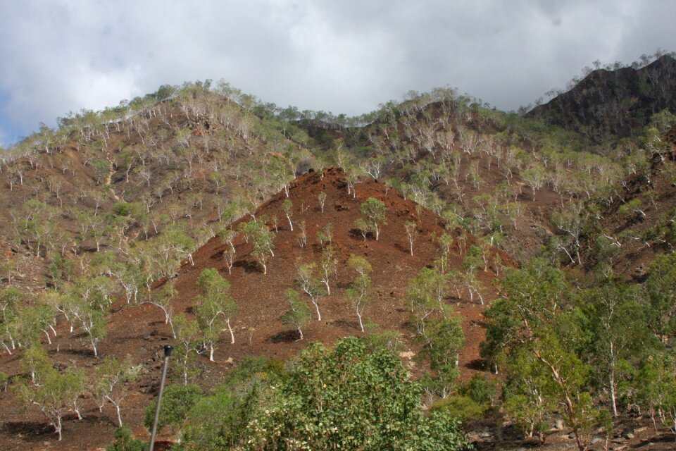 Dili dry ground sparse cover