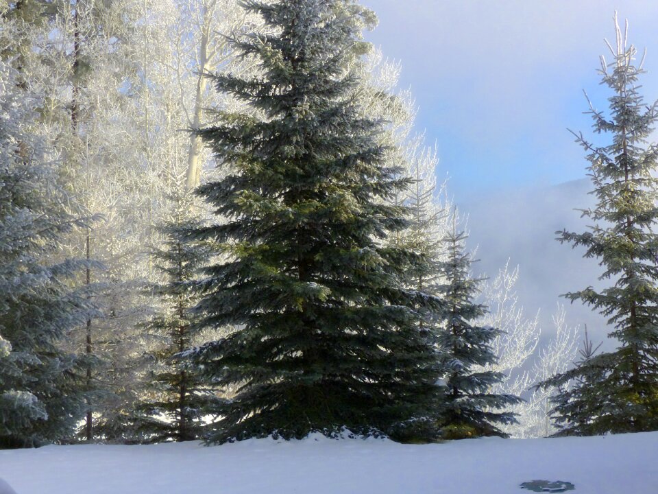White frost rime frost